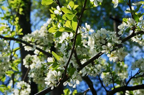 Tender Blossom .